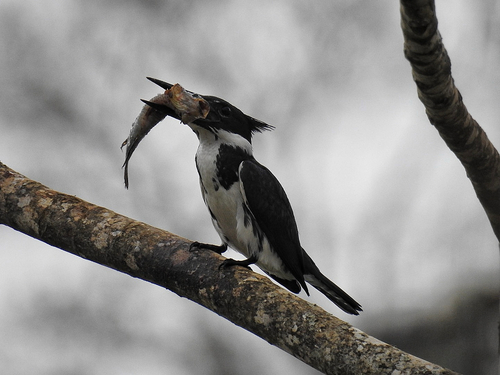 Amazon Kingfisher