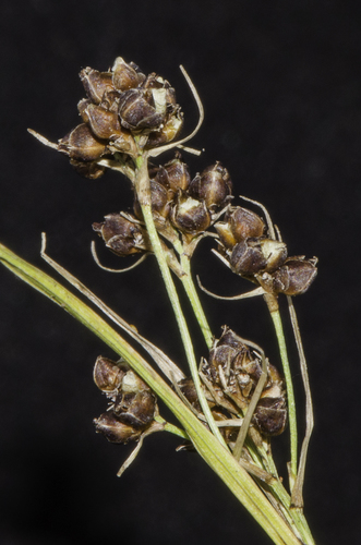 Rhynchospora globularis