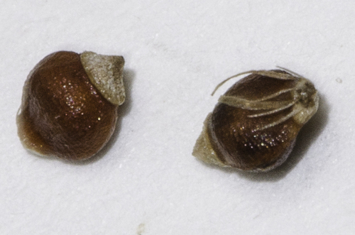 Rhynchospora globularis