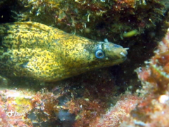 Muraena lentiginosa