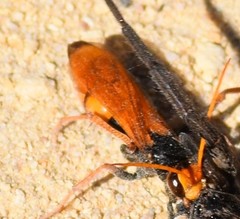 Cryptocheilus australis