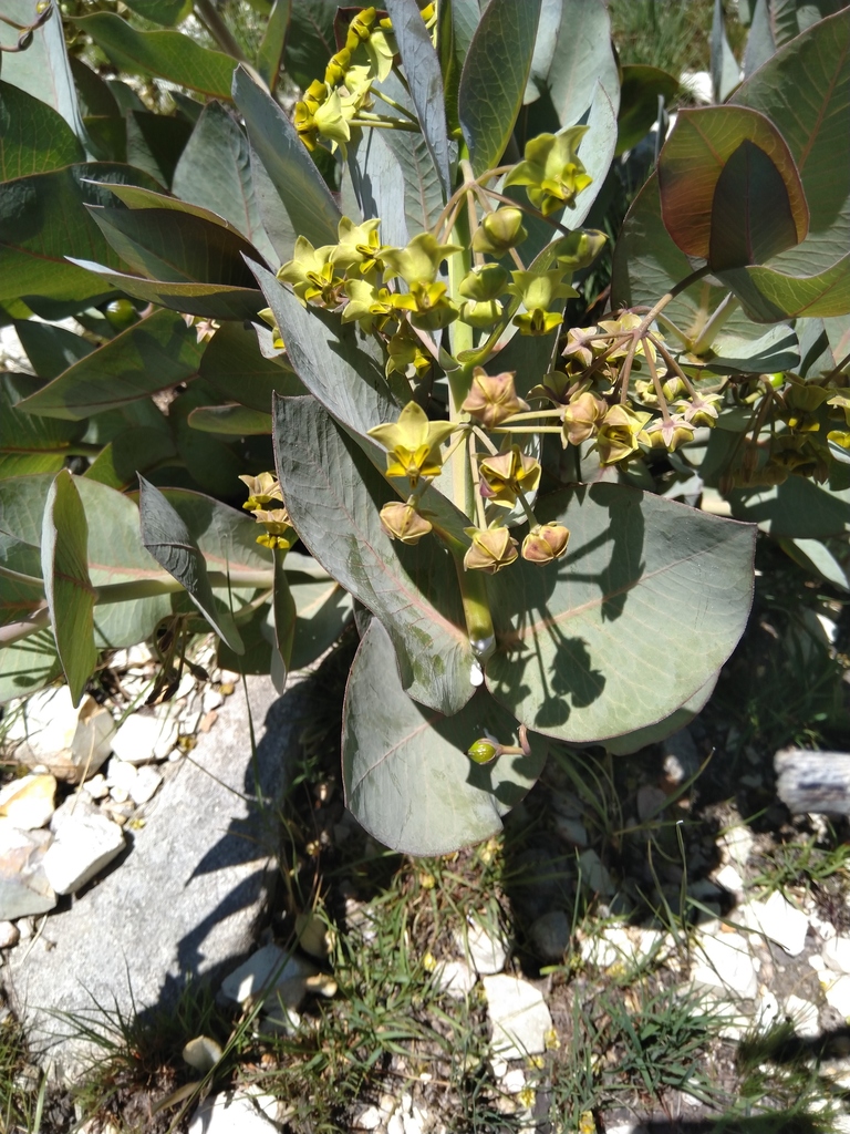 Gomphocarpus swynnertonii