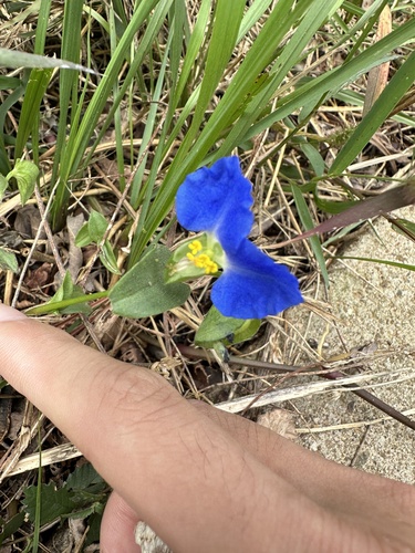 Asiatic dayflower