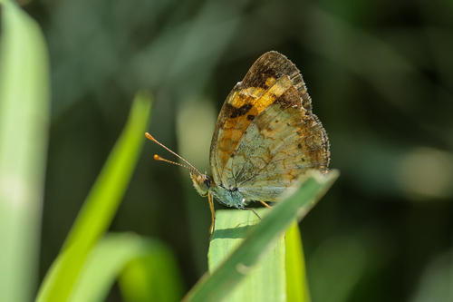 Pearl Crescent