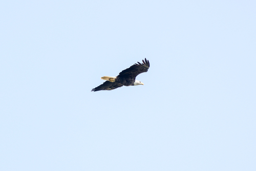 Águila Calva