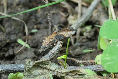 Green Cloverworm Moth