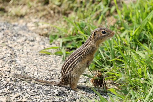Thirteen-lined Ground Squirrel
