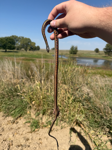 Common Garter Snake