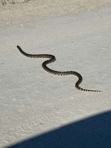 Bullsnake