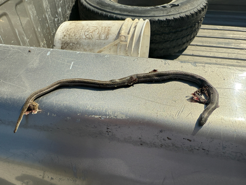 Lined Snake