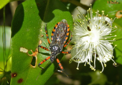 Sphedanolestes cingulatus