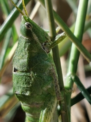 Sphenarium