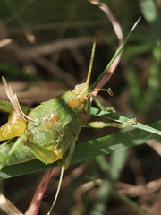 Sphenarium