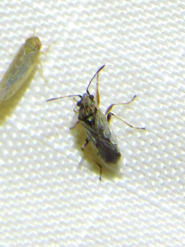 False Chinch Bug photo 3