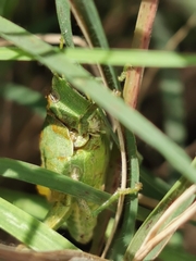 Sphenarium