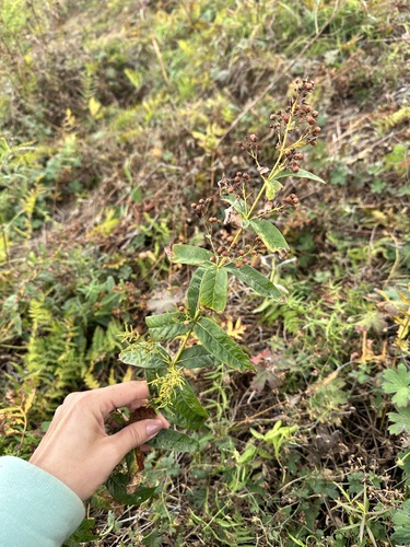 Manchurian yellow loosestrife (Lysimachia davurica)
