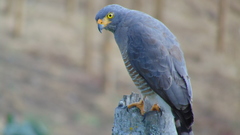 Rupornis magnirostris