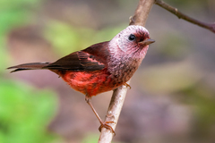 Pink-Headed Warbler photo 1