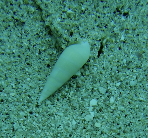 Melanella cumingii observed 2025-10-04