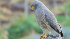 Rupornis magnirostris