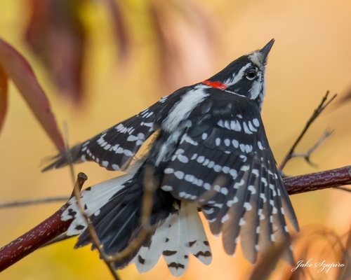 Downy Woodpecker, Toronto, ON M4W 3X8, Canada, photo 8 of 10