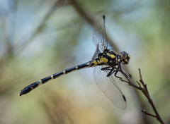 Austroepigomphus praeruptus