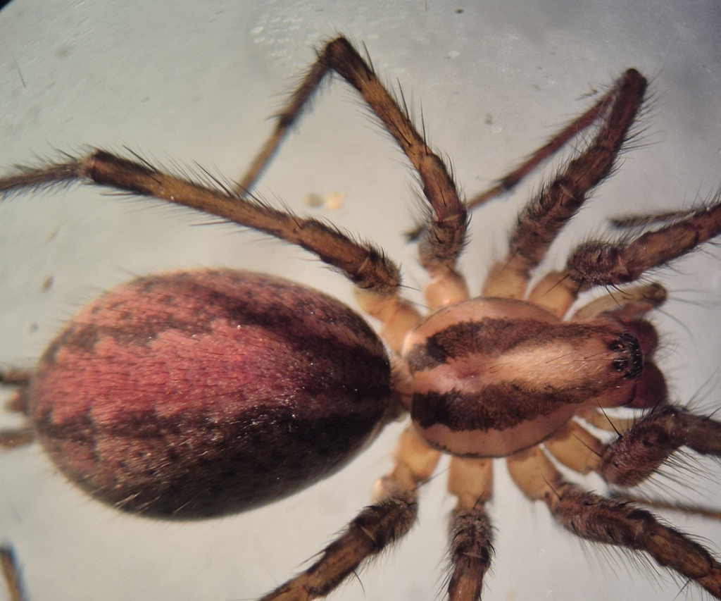 Pennsylvania Grass Spider