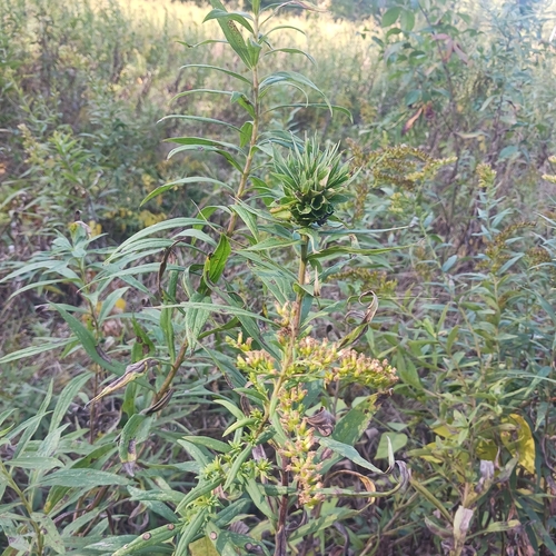 Unknown species found near Berlin Township, OH, USA