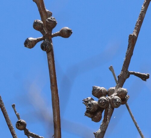 Eucalyptus prava
