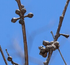 Eucalyptus prava