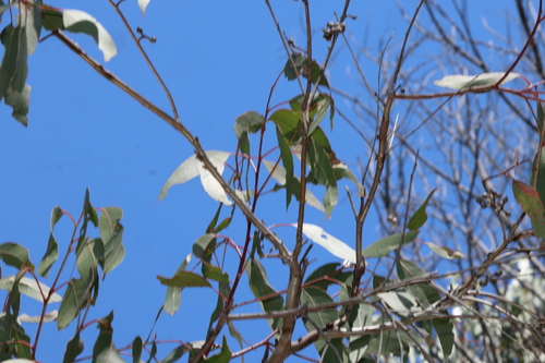 Eucalyptus prava, photograph 2
