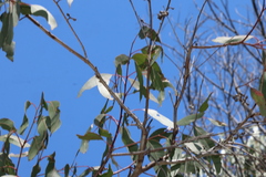 Eucalyptus prava, photograph (c) Greg Tasney, some rights reserved (CC BY-SA)