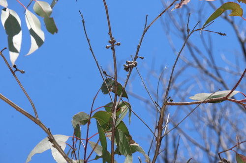 Eucalyptus prava, photograph 1