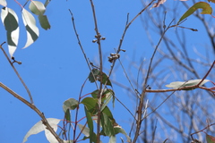 Eucalyptus prava, photograph (c) Greg Tasney, some rights reserved (CC BY-SA)