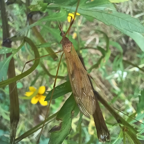 Unknown species found near Berlin Township, OH, USA