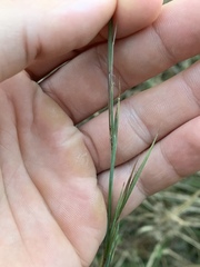 Andropogon virginicus