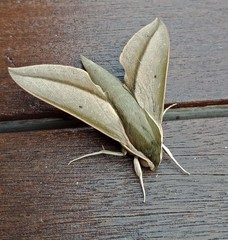 Theretra queenslandi