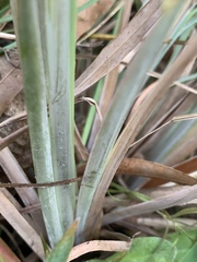Andropogon virginicus