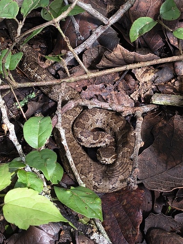 Photo of a Tzotzil Montane Pit Viper (Cerrophidion tzotzilorum)