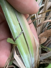Andropogon virginicus