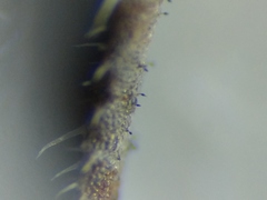 Eurotiomycetes