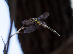 Austroepigomphus praeruptus