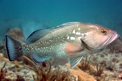 Red Grouper photo 3