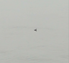 Podiceps auritus