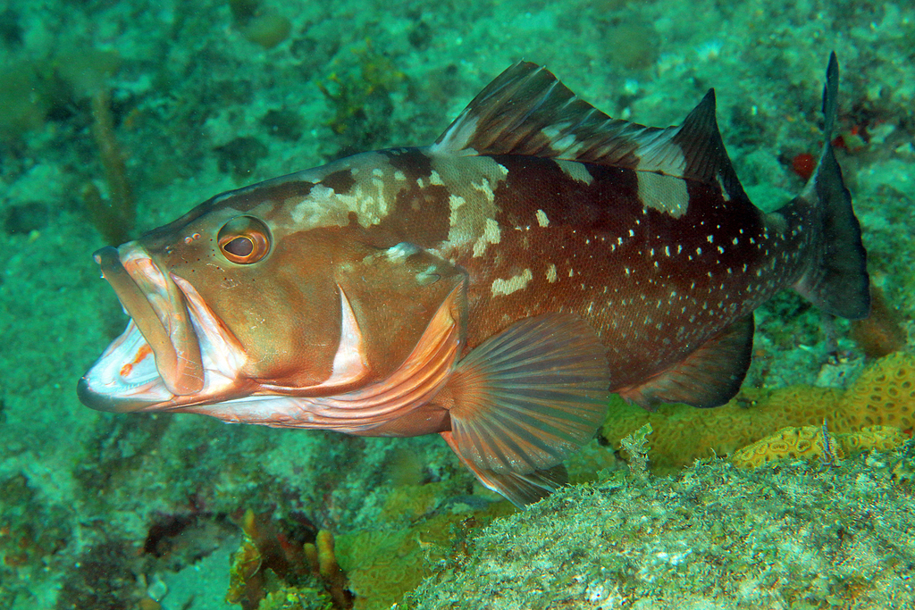 Red Grouper
