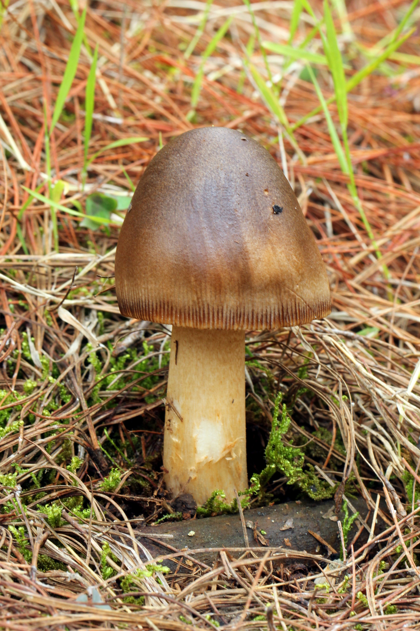 Amanita pachycolea image