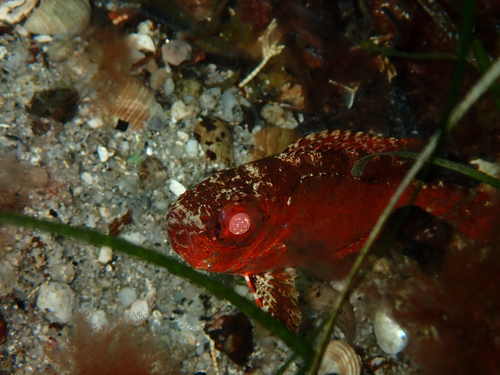 Balarton (Heteropriacanthus cruentatus) — Priacanthidae — 3
