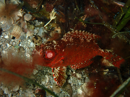 Balarton (Heteropriacanthus cruentatus) — Priacanthidae