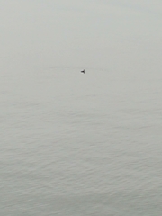 Podiceps auritus
