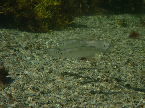 Witte harder (Mugil curema) — Mugilidae — 4